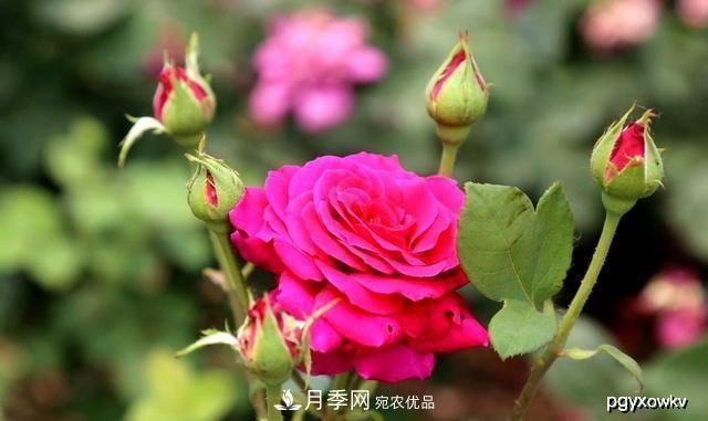 夏天月季不剪枝，冬天不施肥，養月季的都知道，再教你這幾點(diǎn)(圖1)