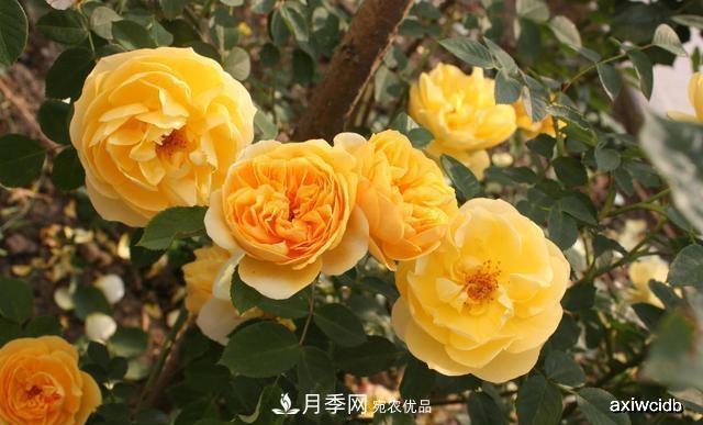 夏天月季不剪枝，冬天不施肥，養月季的都知道，再教你這幾點(diǎn)(圖3)