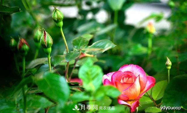 夏天月季不剪枝，冬天不施肥，養月季的都知道，再教你這幾點(diǎn)(圖2)