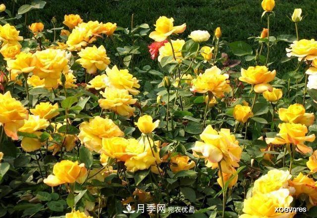 夏天月季不剪枝，冬天不施肥，養月季的都知道，再教你這幾點(diǎn)(圖4)