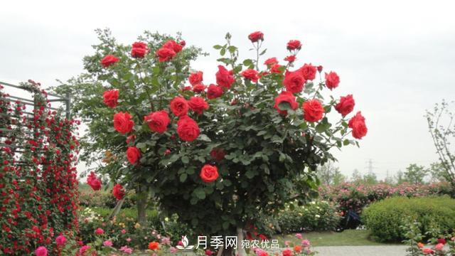 樹(shù)型月季好養嗎？比普通月季花強在哪里？適合家里養嗎(圖1)