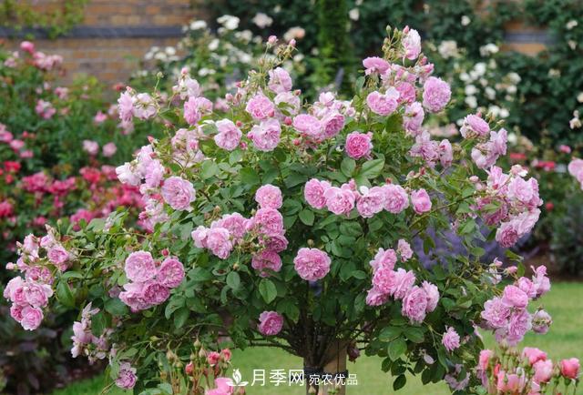 樹(shù)型月季好養嗎？比普通月季花強在哪里？適合家里養嗎(圖2)