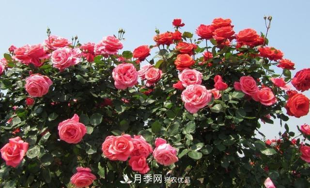 樹(shù)型月季好養嗎？比普通月季花強在哪里？適合家里養嗎(圖3)