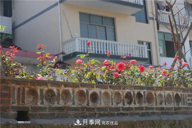 福建南平松溪縣 月季盛開(kāi) “靚”化鄉村(圖2)