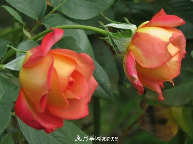 夏季月季休眠了？不要怕，這三步來(lái)叫醒它！(圖3)