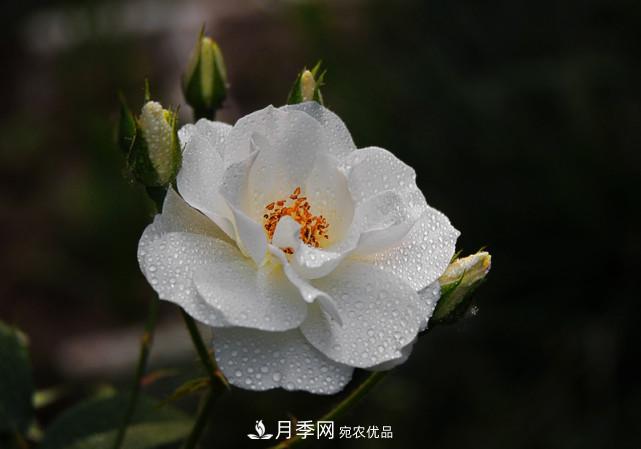 夏天月季不開(kāi)花，這個(gè)小訣竅讓你年年花朵爆滿(mǎn)盆！(圖1)