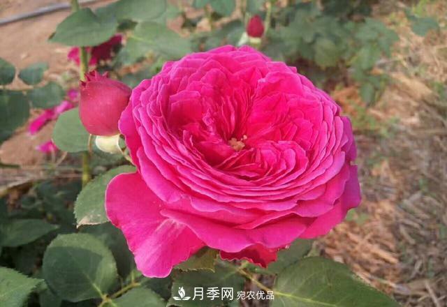 夏天月季不開(kāi)花，這個(gè)小訣竅讓你年年花朵爆滿(mǎn)盆！(圖2)