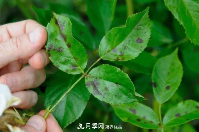 夏季月季常害這種病，梅雨季節尤其要注意！(圖1)