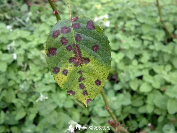 夏季月季常害這種病，梅雨季節尤其要注意！(圖2)