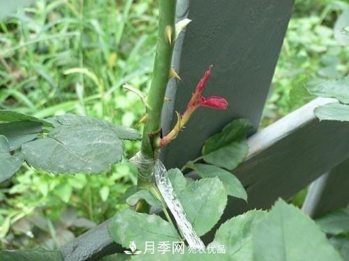 想要多色月季花？一個(gè)方法滿(mǎn)足你(圖1)