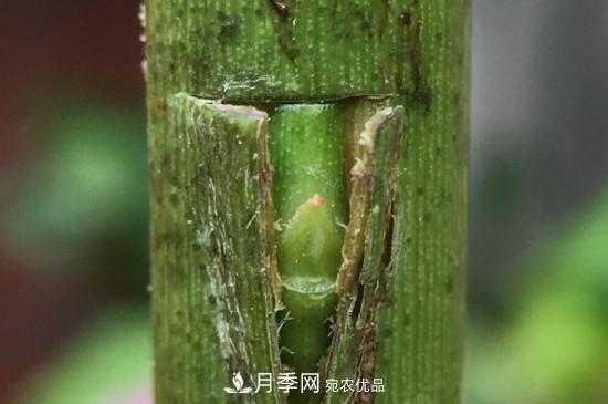 想要多色月季花？一個(gè)方法滿(mǎn)足你(圖3)