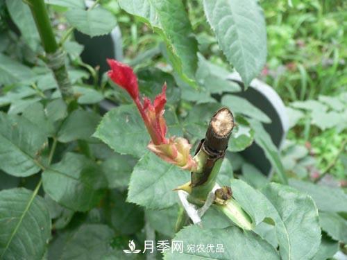 想要多色月季花？一個(gè)方法滿(mǎn)足你(圖2)