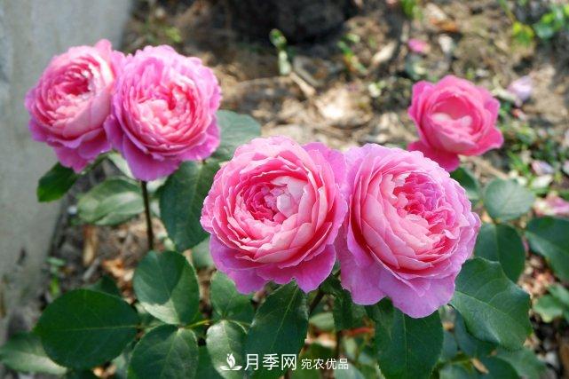 夏季盆栽月季養護要點(diǎn)都在這里了！(圖1)