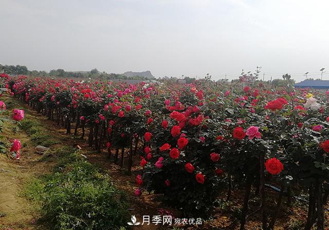樹(shù)狀月季***新批發(fā)價(jià)格！風(fēng)靡高端月季市場(chǎng)的月季樹(shù)好在呢？(圖3)