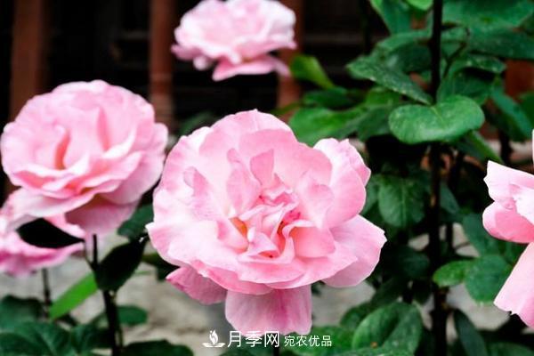 夏季陰雨綿綿，要花命，你的月季還在嗎？(圖2)