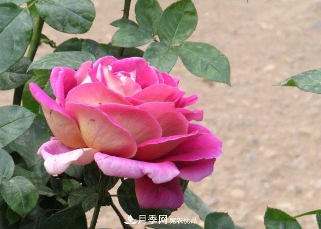 夏季月季悶根要換盆？注意這幾點(diǎn)能少走彎路(圖1)