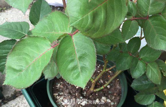 夏季月季悶根要換盆？注意這幾點(diǎn)能少走彎路(圖3)
