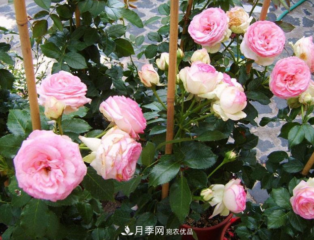 想要月季在秋季爆盆？夏季的這件事要提前準備(圖1)