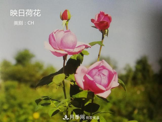 月季花有兩萬(wàn)多個(gè)品種，它的類(lèi)別原來(lái)是這樣劃分的(圖2)