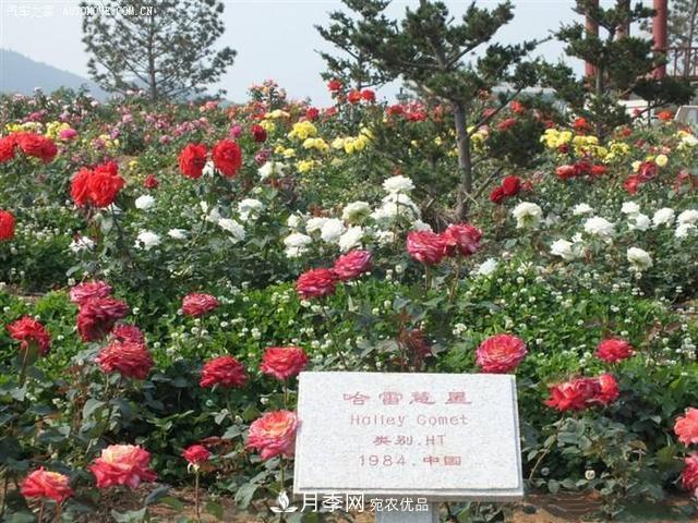 月季花有兩萬(wàn)多個(gè)品種，它的類(lèi)別原來(lái)是這樣劃分的(圖1)