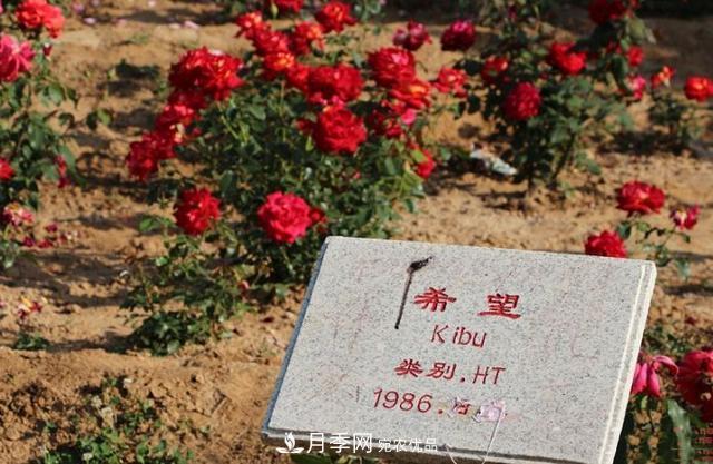 月季花有兩萬(wàn)多個(gè)品種，它的類(lèi)別原來(lái)是這樣劃分的(圖3)