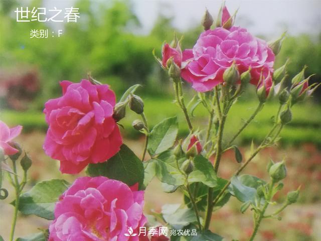月季花有兩萬(wàn)多個(gè)品種，它的類(lèi)別原來(lái)是這樣劃分的(圖4)