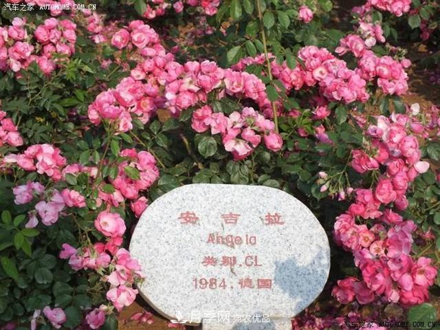 月季花有兩萬(wàn)多個(gè)品種，它的類(lèi)別原來(lái)是這樣劃分的(圖5)