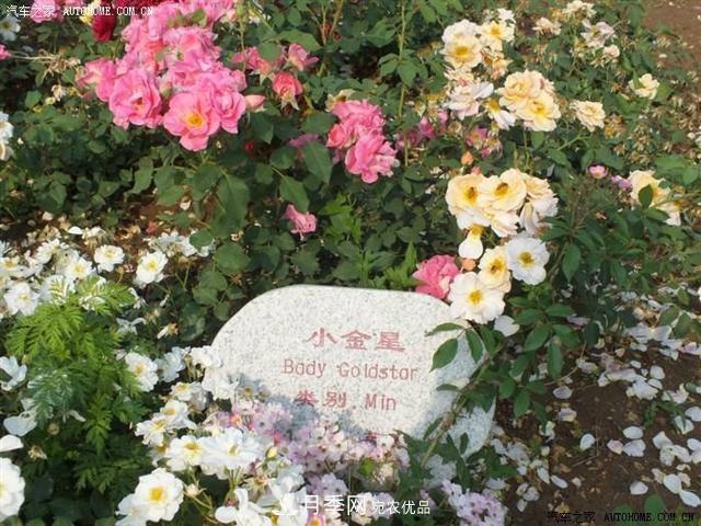 月季花有兩萬(wàn)多個(gè)品種，它的類(lèi)別原來(lái)是這樣劃分的(圖6)