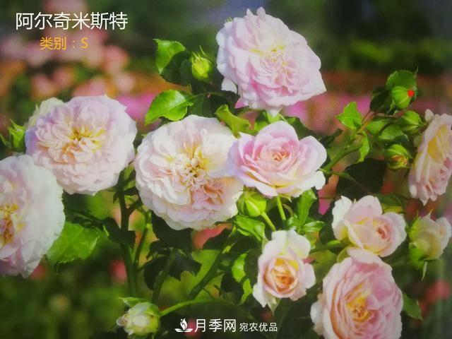 月季花有兩萬(wàn)多個(gè)品種，它的類(lèi)別原來(lái)是這樣劃分的(圖7)