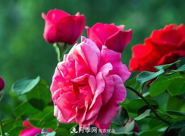 花友作業(yè)，一分鐘看懂月季(圖2)