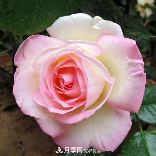 月季的養護的關(guān)鍵季節，夏季養護得當開(kāi)花不斷！(圖1)