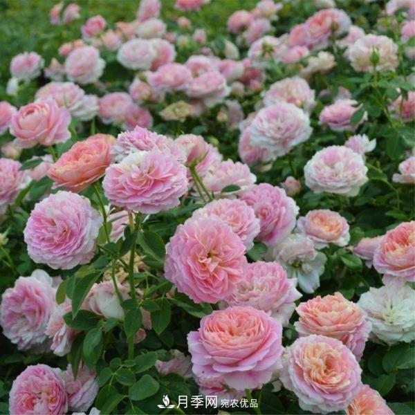 月季的養護的關(guān)鍵季節，夏季養護得當開(kāi)花不斷！(圖3)