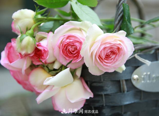 玫瑰月季薔薇，傻傻地分不清——從《花鏡》到歐月流行(圖2)