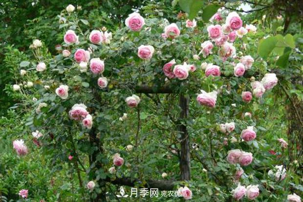 南陽(yáng)月季為什么這么受歡迎？(圖2)