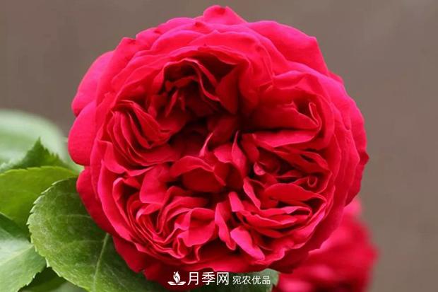 紅色沙龍寶石月季日常如何養護管理？(圖1)