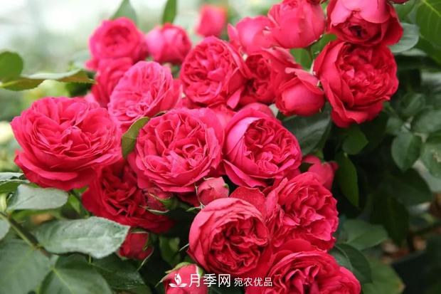 當下***熱銷(xiāo)的月季，3個(gè)買(mǎi)了不后悔的月季品種(圖1)