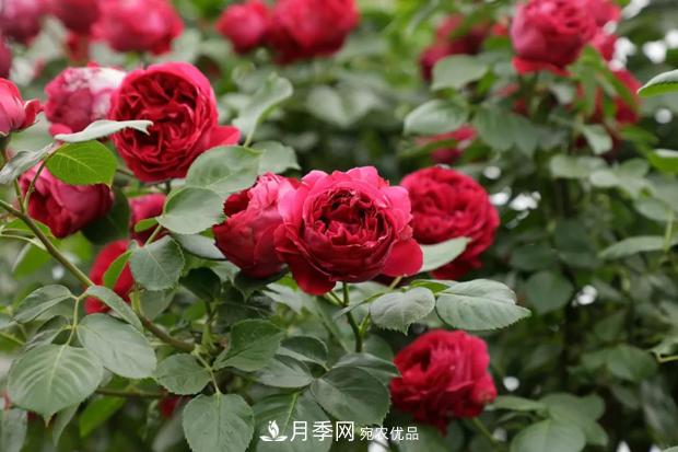 紅色沙龍寶石月季養護中常見(jiàn)的問(wèn)題有哪些？(圖1)