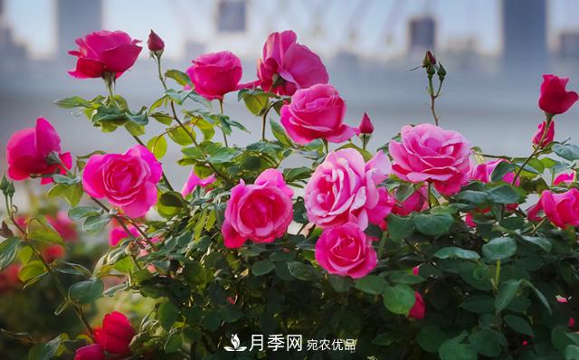 南陽(yáng)市臥龍區月季產(chǎn)業(yè)帶動(dòng)脫貧致富(圖1)