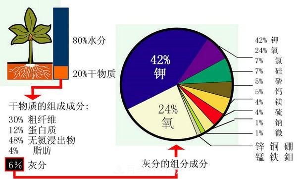 月季缺肥的表現以及處理方法(圖1)