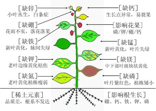 月季缺肥的表現以及處理方法(圖2)