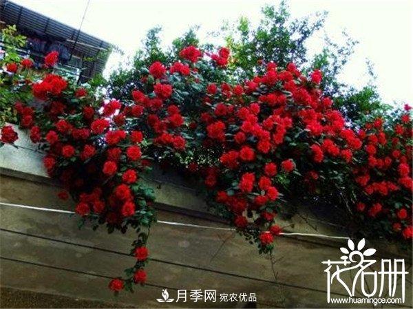 爬藤月季什么品種***美？十大爬藤月季排名(圖3)