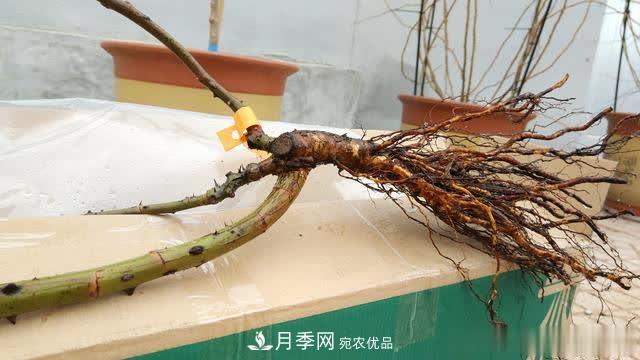 怎樣能讓自己的月季扦插苗養活且壯？(圖2)