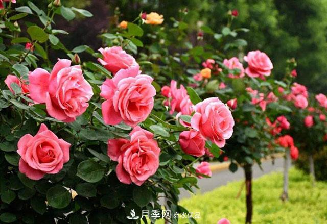 南陽(yáng)樹(shù)狀月季，大花月季，基地直銷(xiāo)，貨源充足，推薦南陽(yáng)月季(圖2)