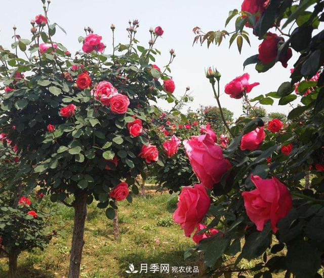 南陽(yáng)樹(shù)狀月季，大花月季，基地直銷(xiāo)，貨源充足，推薦南陽(yáng)月季(圖3)