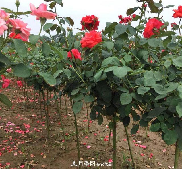 南陽(yáng)樹(shù)狀月季，大花月季，基地直銷(xiāo)，貨源充足，推薦南陽(yáng)月季(圖4)