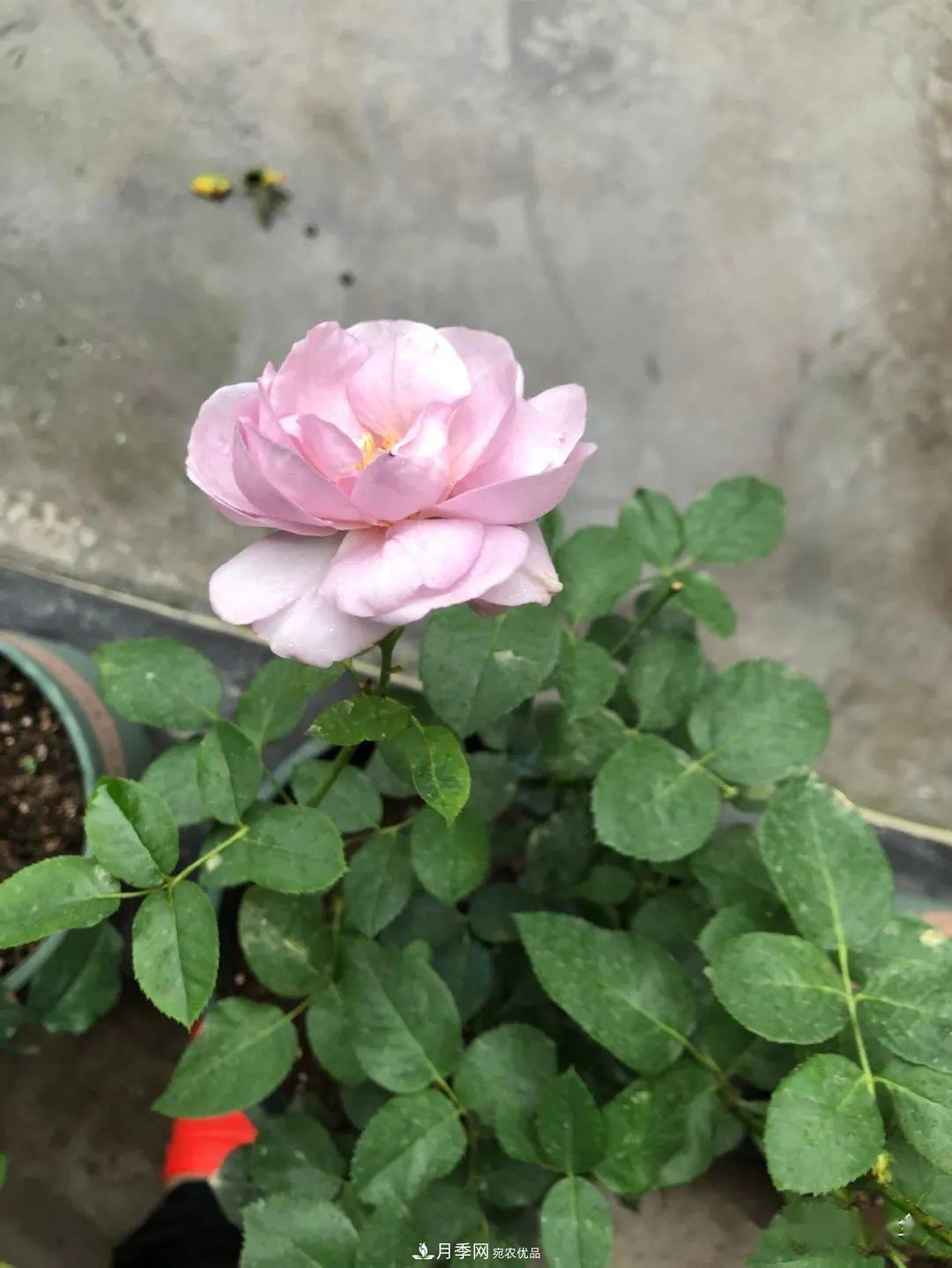 5種藍色網(wǎng)紅月季，你見(jiàn)過(guò)幾種？(圖8)