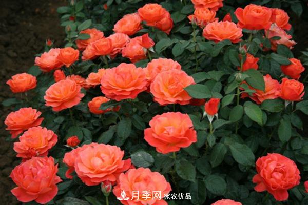 月季網(wǎng)帶你認識大花月季與豐花月季， 你喜歡哪一種？(圖2)