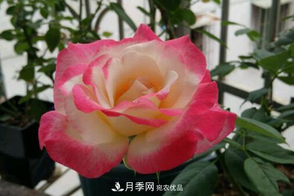 月季網(wǎng)帶你認識大花月季與豐花月季， 你喜歡哪一種？(圖1)