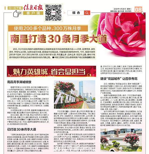 打造30條月季大道 江西南昌月季滿(mǎn)城綻放(圖1)