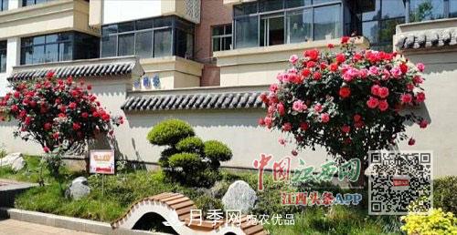 打造30條月季大道 江西南昌月季滿(mǎn)城綻放(圖3)